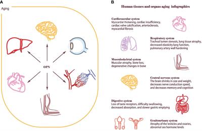 Osteopontin - The stirring multifunctional regulatory factor in multisystem aging